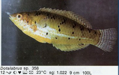 Dotalabrus sp